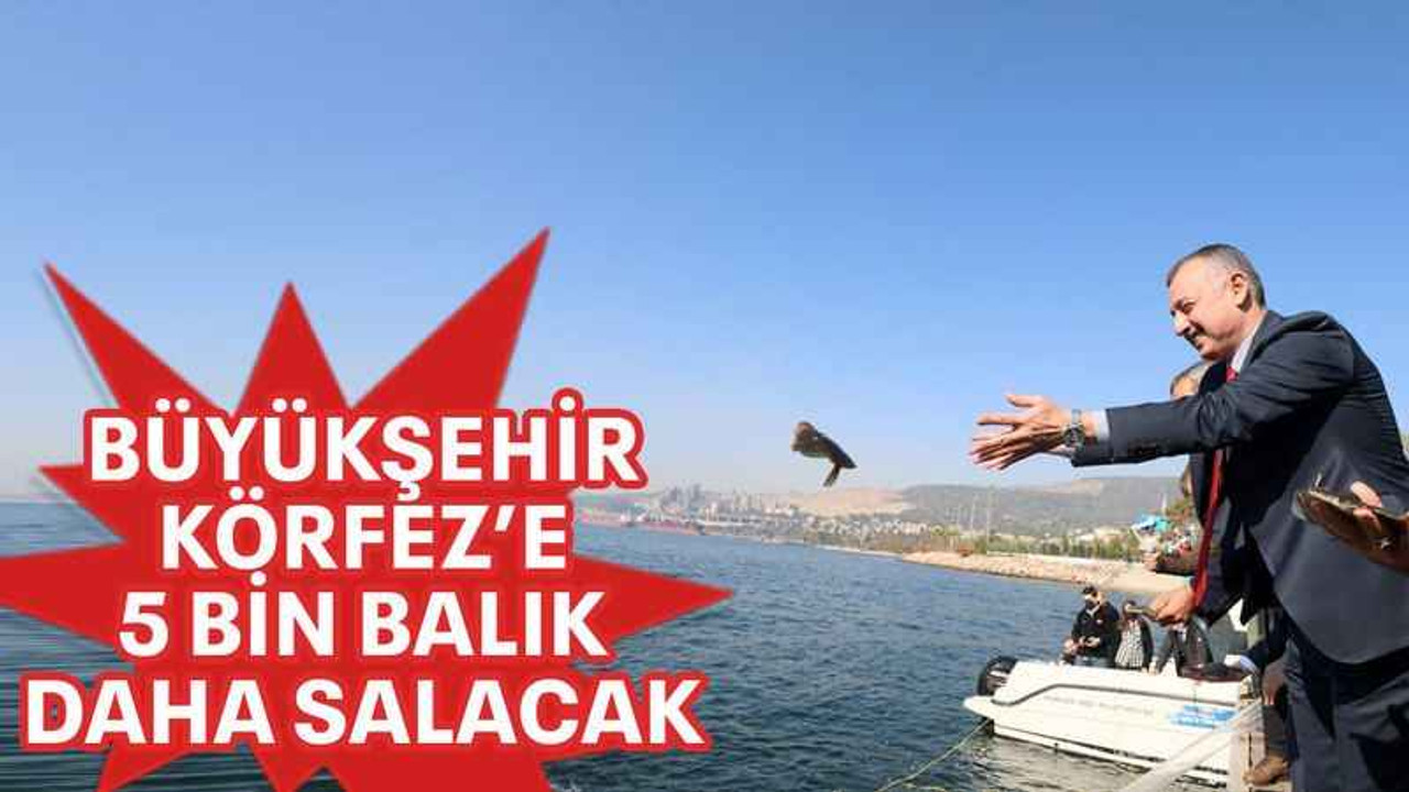 Büyükşehir Körfez’e 5 bin balık daha salacak